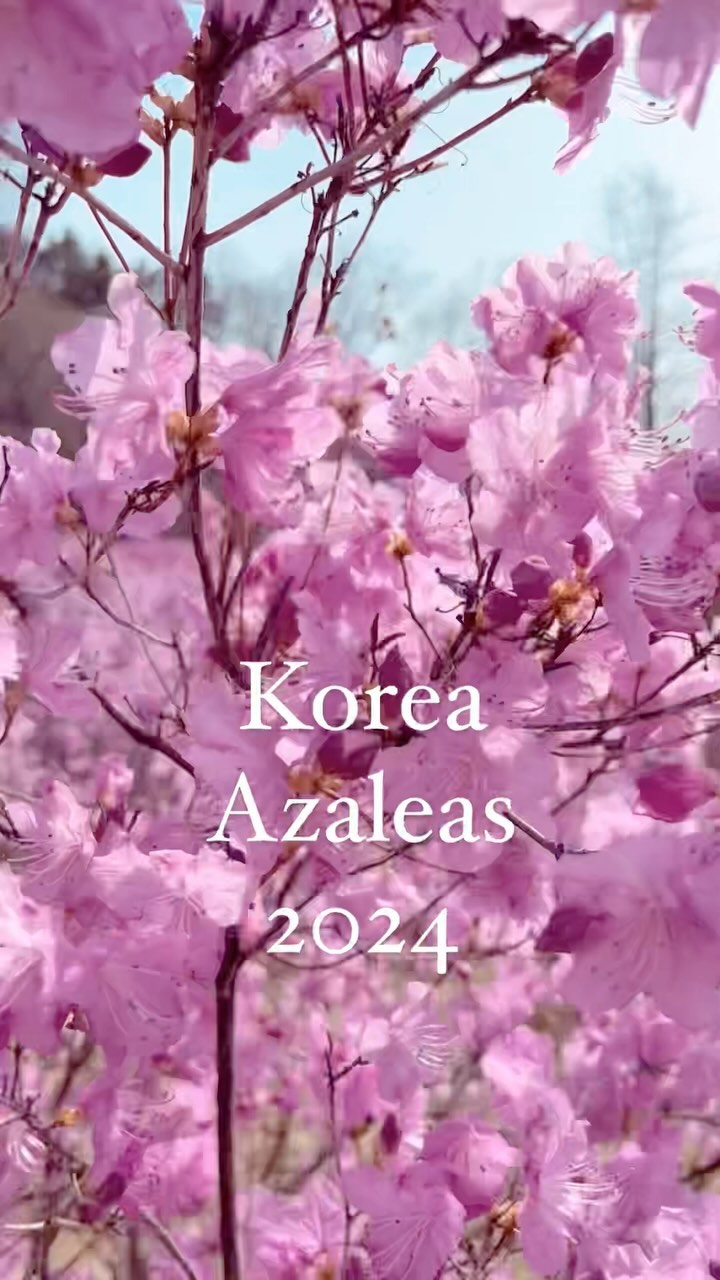 https://d2zmqyh8caa94h.cloudfront.net/creator_social_media_contents/instagram/reels/C3UczNQM8xO/C3UczNQM8xO.mp4