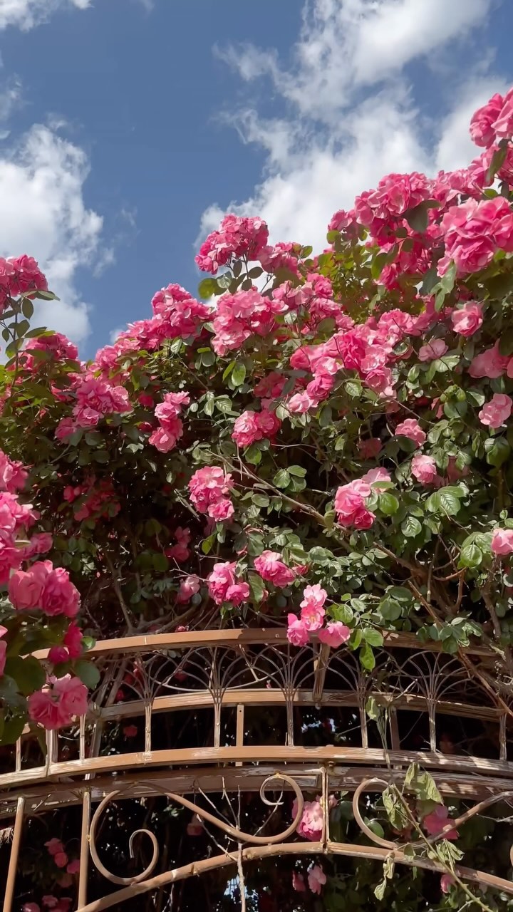 https://d2zmqyh8caa94h.cloudfront.net/creator_social_media_contents/instagram/reels/C7lzqcqJ02k/C7lzqcqJ02k.mp4
