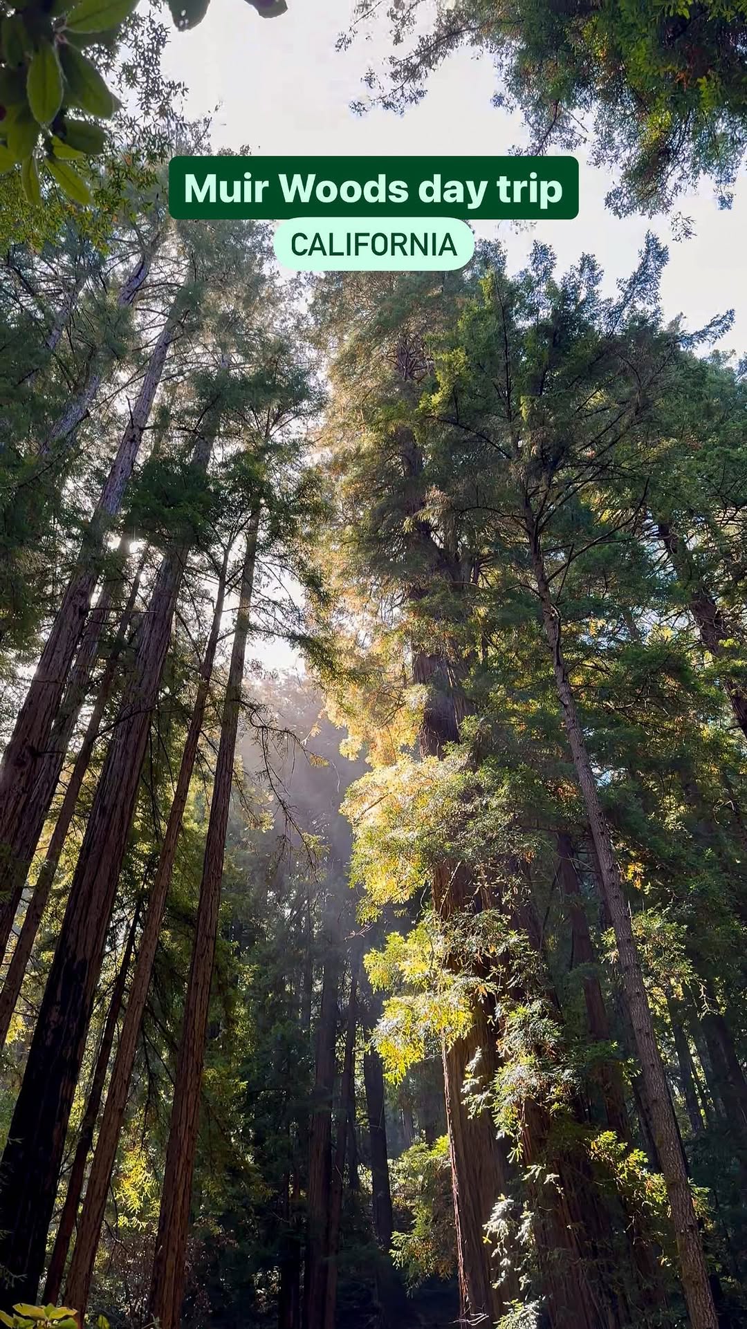 https://d2zmqyh8caa94h.cloudfront.net/creator_social_media_contents/instagram/reels/C8Z3CeBJ8Ou/C8Z3CeBJ8Ou.mp4