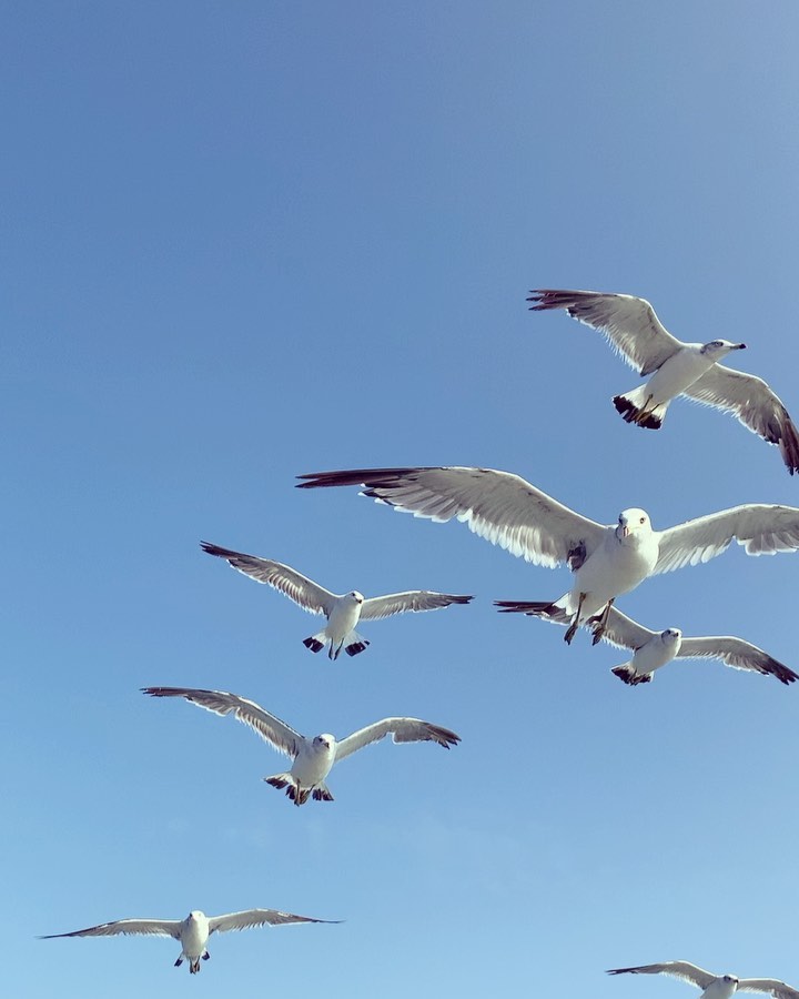 https://d2zmqyh8caa94h.cloudfront.net/creator_social_media_contents/instagram/reels/CE27oIWADae/CE27oIWADae.mp4