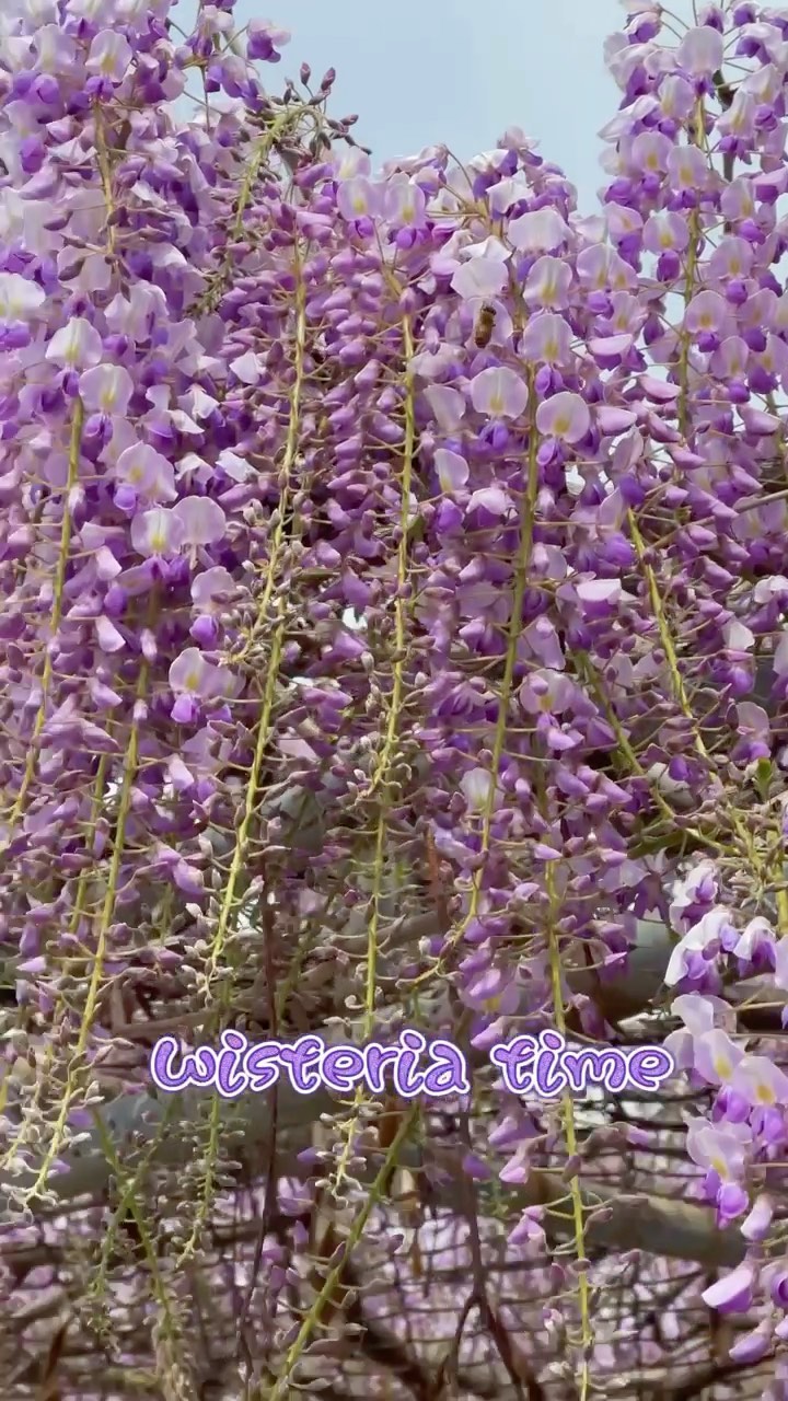 https://d2zmqyh8caa94h.cloudfront.net/creator_social_media_contents/instagram/reels/COpJhgbDS9j/COpJhgbDS9j.mp4