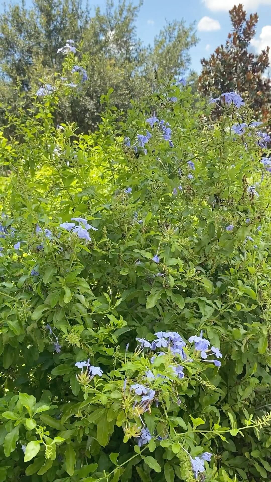 https://d2zmqyh8caa94h.cloudfront.net/creator_social_media_contents/instagram/reels/CfouxYTAYOw/CfouxYTAYOw.mp4