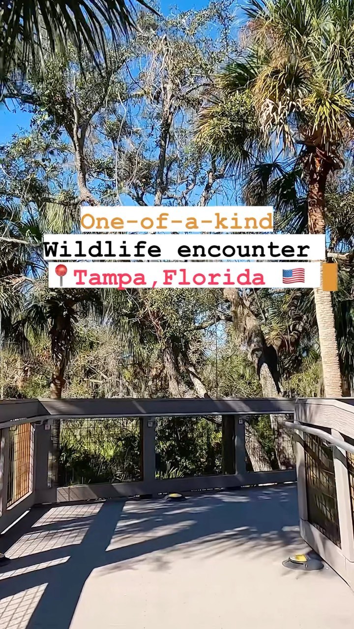 https://d2zmqyh8caa94h.cloudfront.net/creator_social_media_contents/instagram/reels/Co0YMFlIGGO/Co0YMFlIGGO.mp4