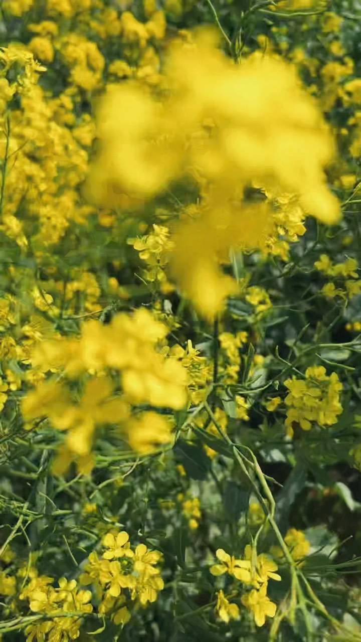 https://d2zmqyh8caa94h.cloudfront.net/creator_social_media_contents/instagram/reels/CphXXFwA5cj/CphXXFwA5cj.mp4