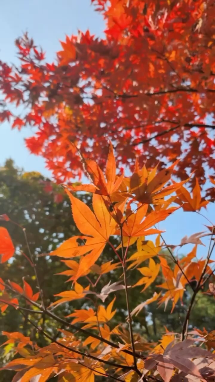 https://d2zmqyh8caa94h.cloudfront.net/creator_social_media_contents/instagram/reels/CzsnpkpSeM9/CzsnpkpSeM9.mp4