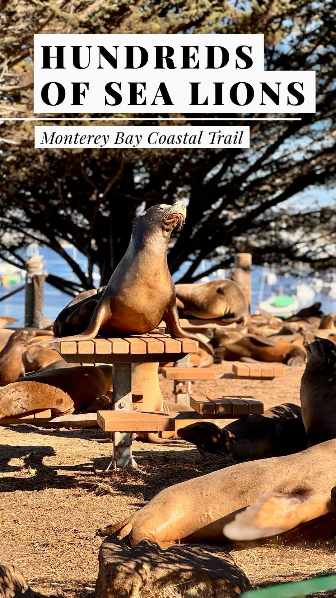 bayarea_buzz, Monterey Bay Coastal Trail