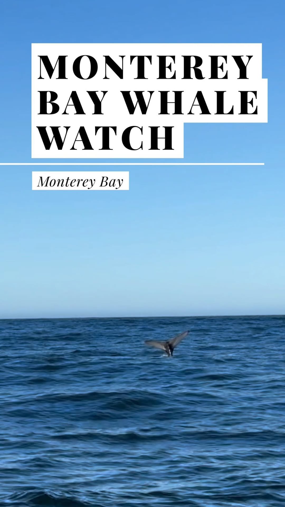 bayarea_buzz, Monterey