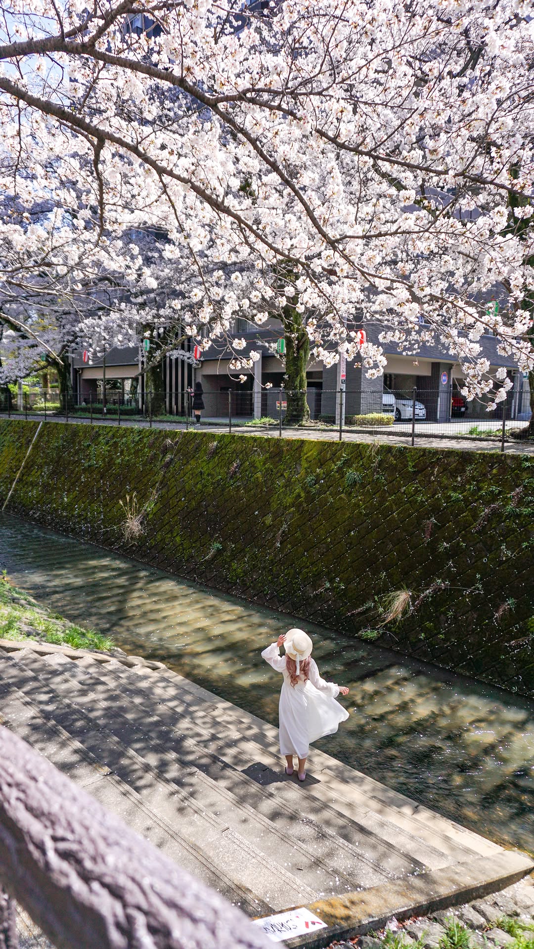 ariel.land, Meguro River Cherry Blossoms Promenade