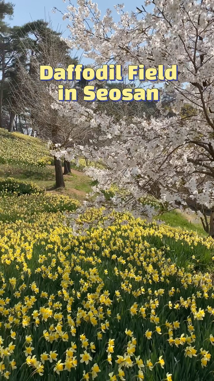 https://d2zmqyh8caa94h.cloudfront.net/creator_social_media_contents/instagram/reels/DIXtiCuzO4U/DIXtiCuzO4U.mp4