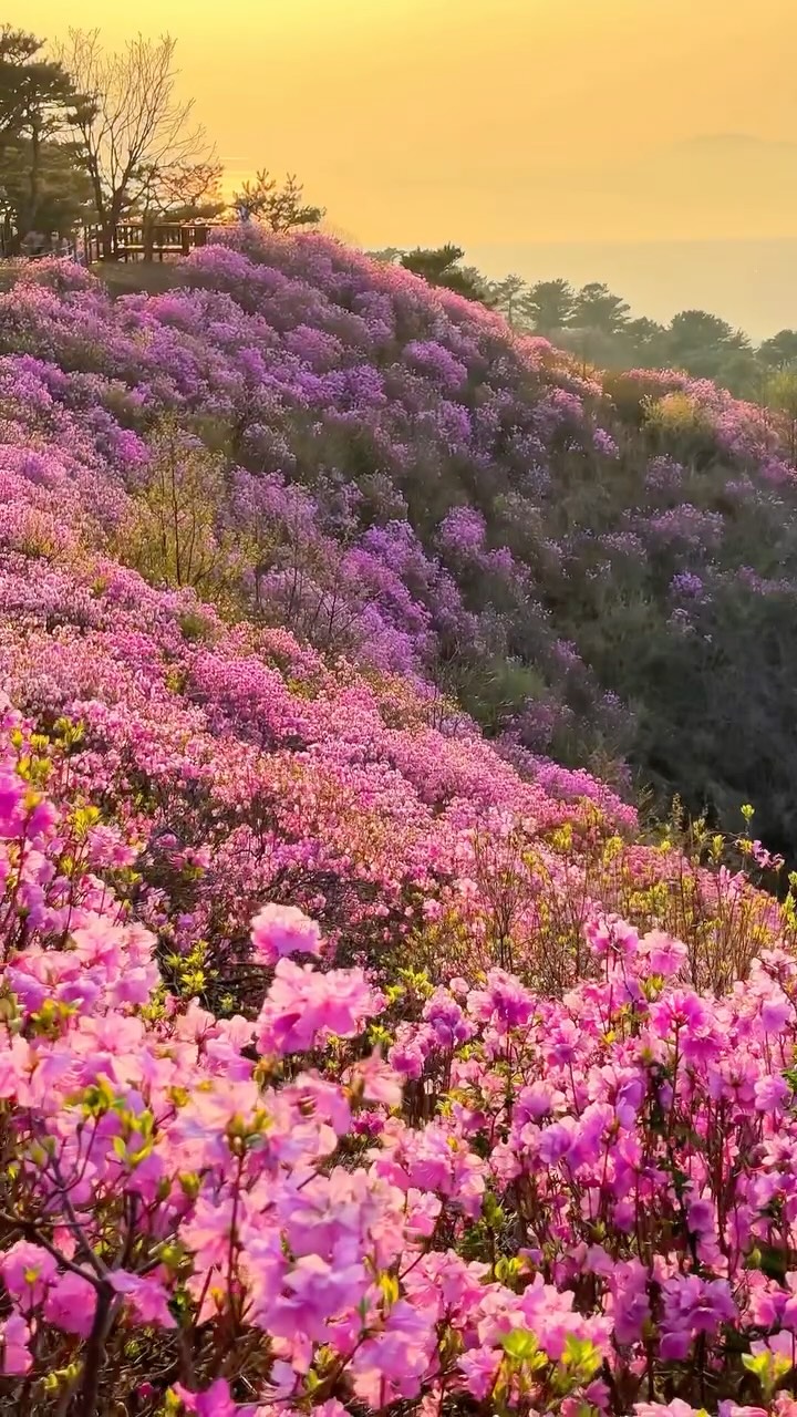 https://d2zmqyh8caa94h.cloudfront.net/creator_social_media_contents/instagram/reels/DXJQ0FLiYrN/DXJQ0FLiYrN.mp4