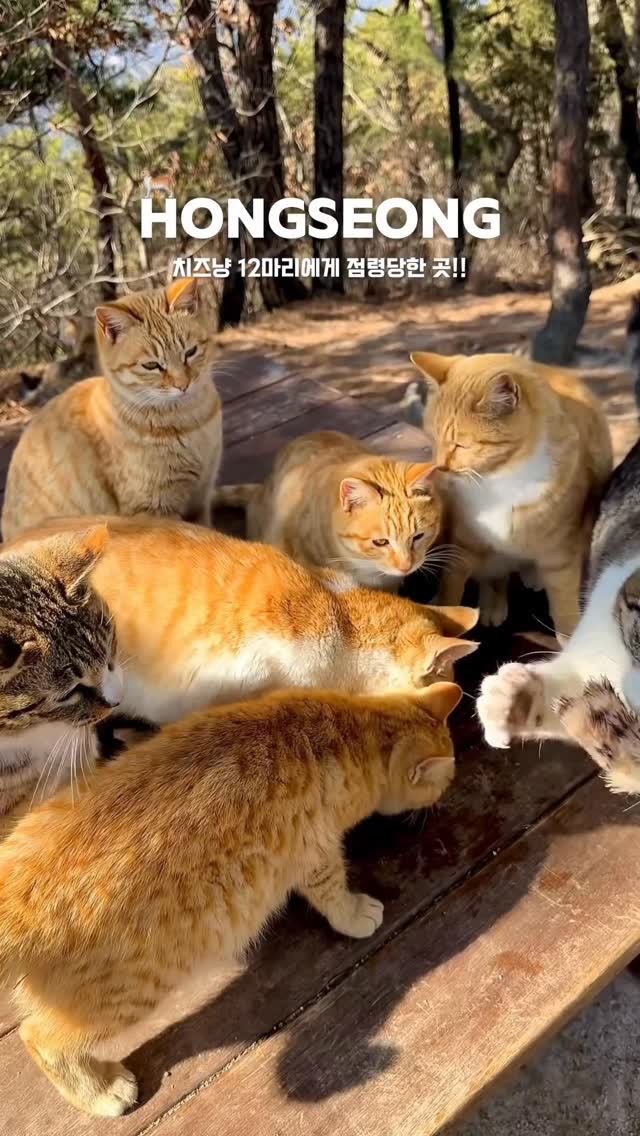 https://d2zmqyh8caa94h.cloudfront.net/creator_social_media_contents/instagram/reels/DZhMriOJMJ4/DZhMriOJMJ4.mp4