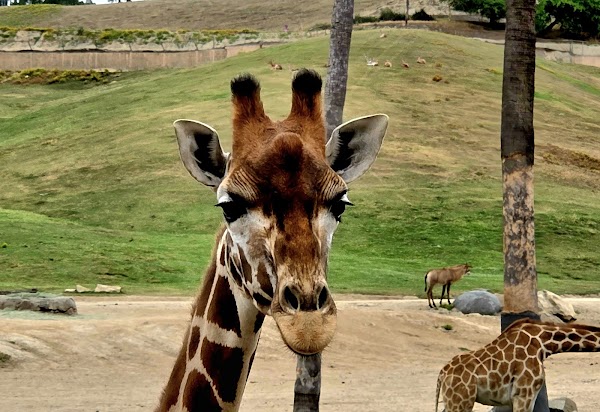 San Diego Zoo Safari Park 5