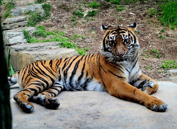 San Diego Zoo Safari Park 4