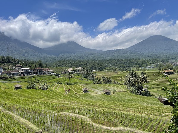 Jatiluwih Rice Terraces 5