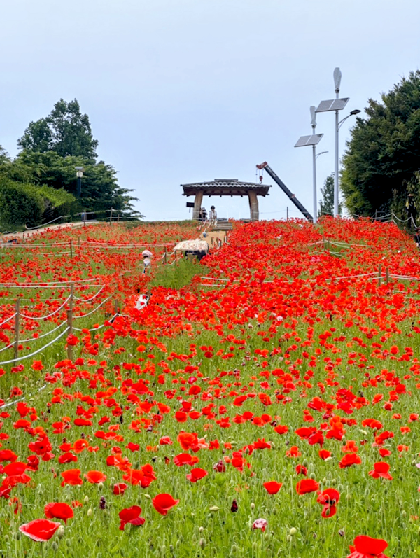 Olympic Park Wildflower Garden