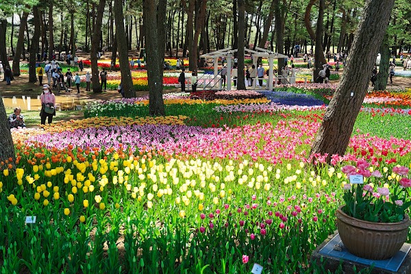 Eggs Forest Flower Garden 5