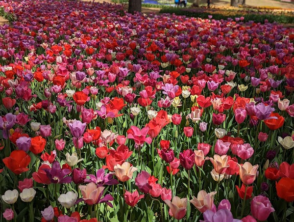 Eggs Forest Flower Garden 2