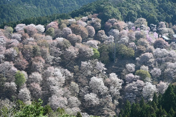Mount Yoshino 5