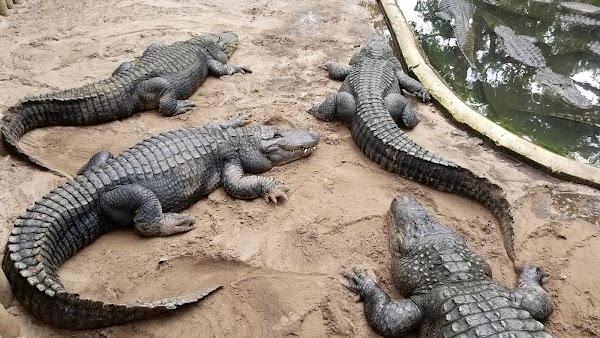St. Augustine Alligator Farm Zoological Park 5