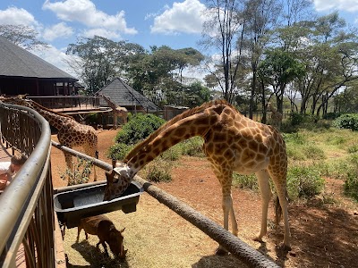 Giraffe Centre 2