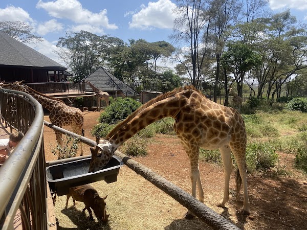 Giraffe Centre 1