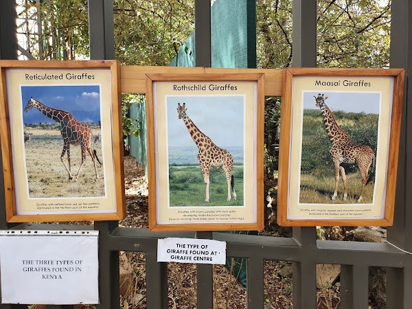 Giraffe Centre 5