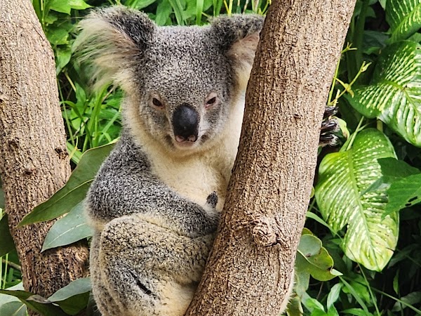 Kuranda Koala Gardens 5