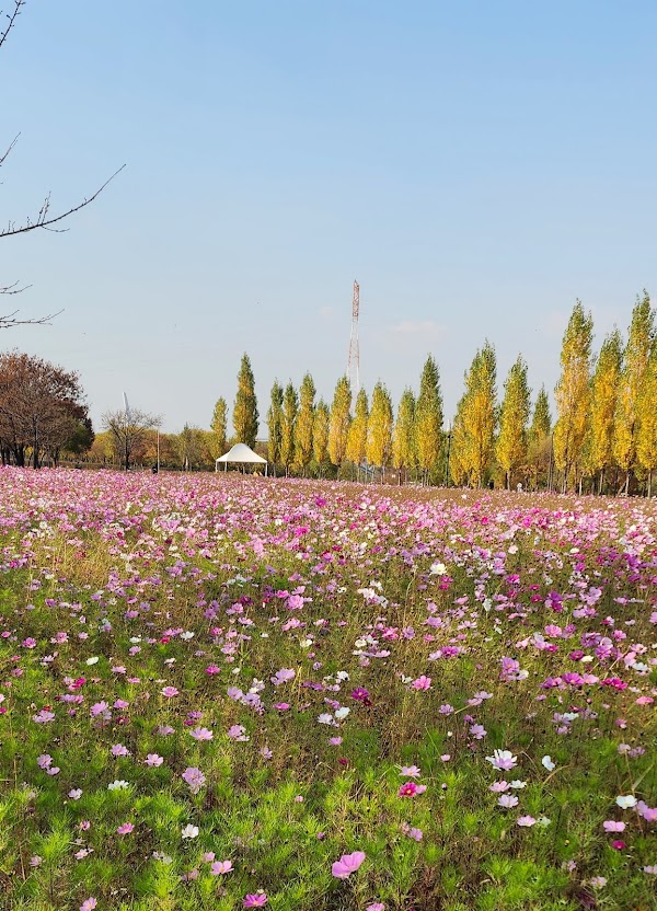 Yanghwa Hangang Riverside Park 4