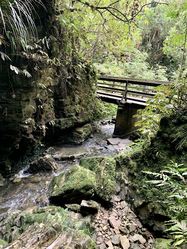 Ruakuri Bushwalk 2