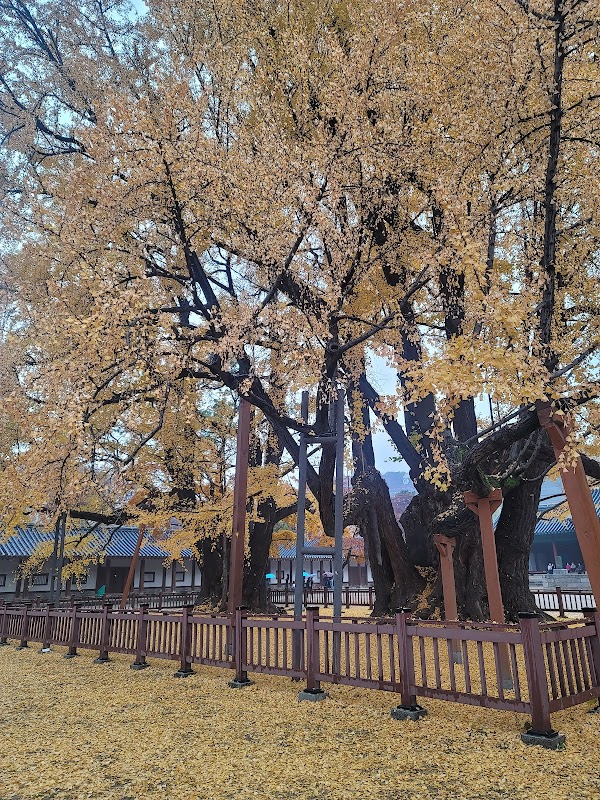 Seonggyungwan and Munmyo (Temple of Confucius) 3