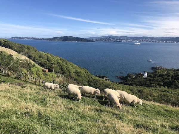 Matiu / Somes Island 2