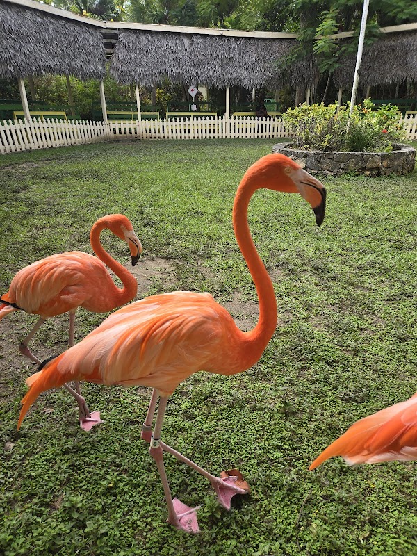 Ardastra Gardens & Wildlife Conservation Centre 5