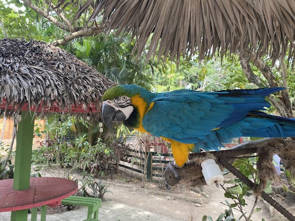 Ardastra Gardens & Wildlife Conservation Centre 4