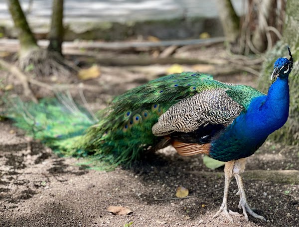 Ardastra Gardens & Wildlife Conservation Centre 3