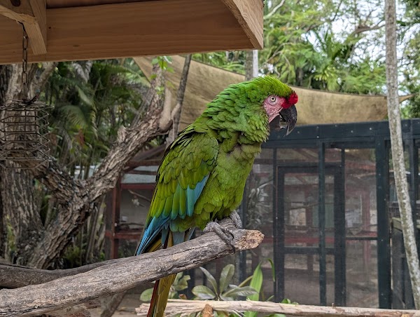 Ardastra Gardens & Wildlife Conservation Centre 2