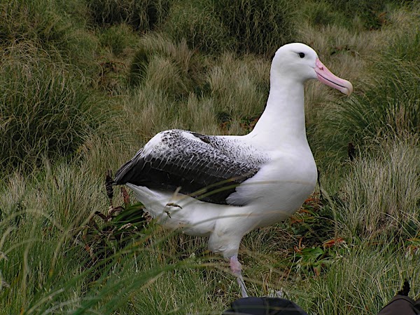 Campbell Island / Motu Ihupuku 5