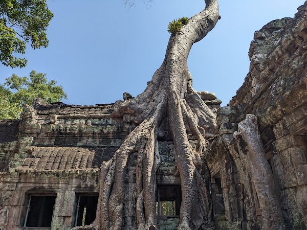 Ta Prohm Temple 6