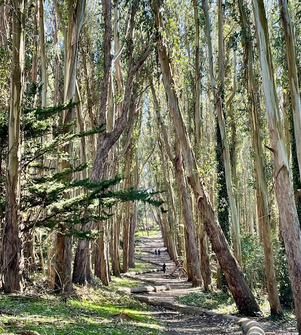 Andy Goldsworthy's Wood Line