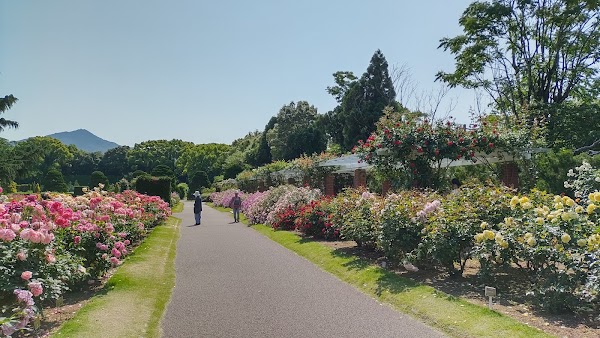 Rose Garden