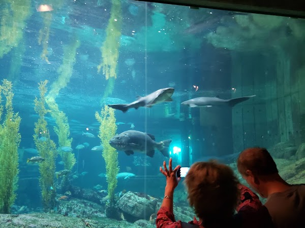 Monterey Bay Aquarium 4