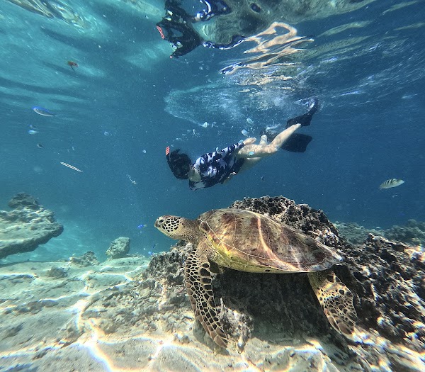 Rarotonga Turtle Tours with Kali & Kato 1