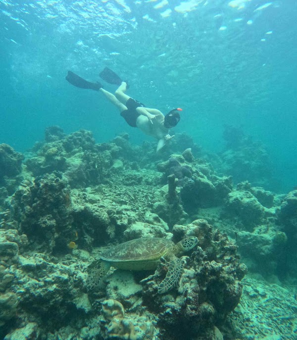 Rarotonga Turtle Tours with Kali & Kato 3