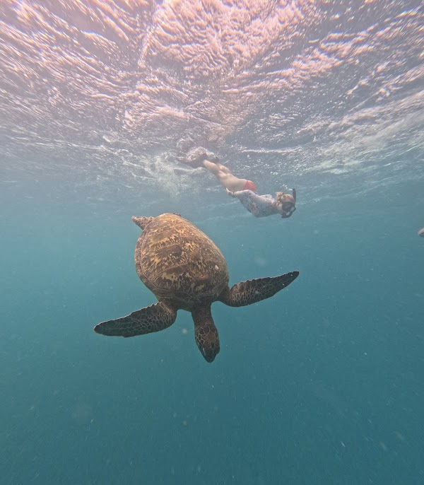 Rarotonga Turtle Tours with Kali & Kato 2