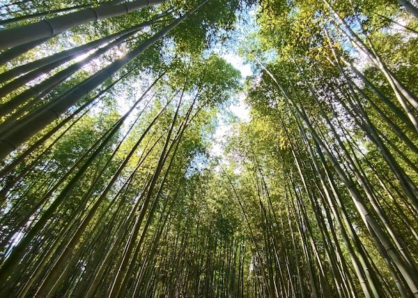 Arashiyama 6