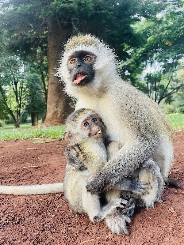 The Nairobi Arboretum 3