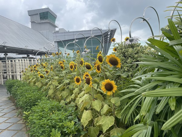 Sunflower Garden 1