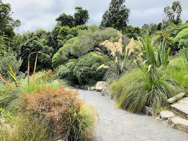 Otari-Wilton's Bush