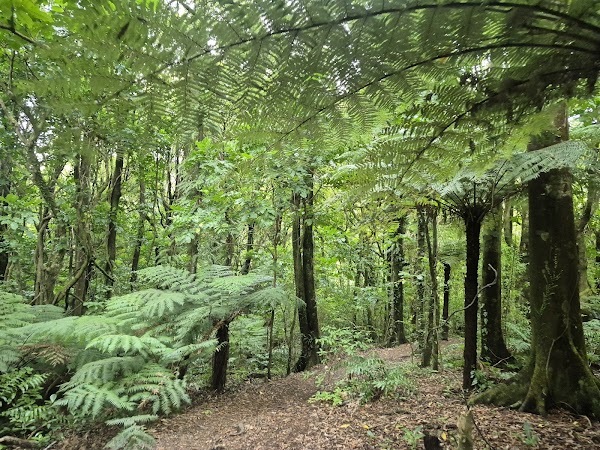 Otari-Wilton's Bush 5