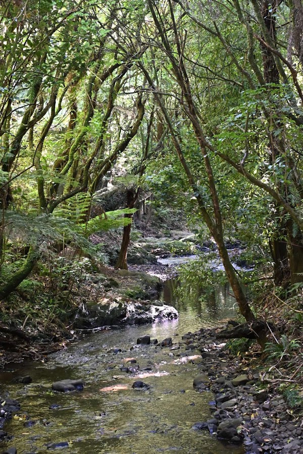 Otari-Wilton's Bush 2