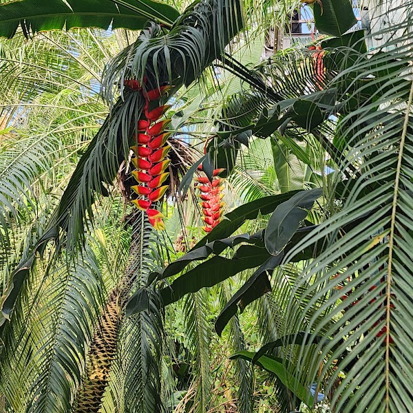 Lincoln Park Conservatory 5